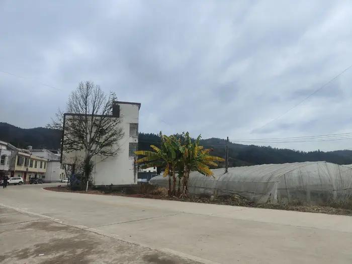 一棵芭蕉树有多重,一棵芭蕉树视频