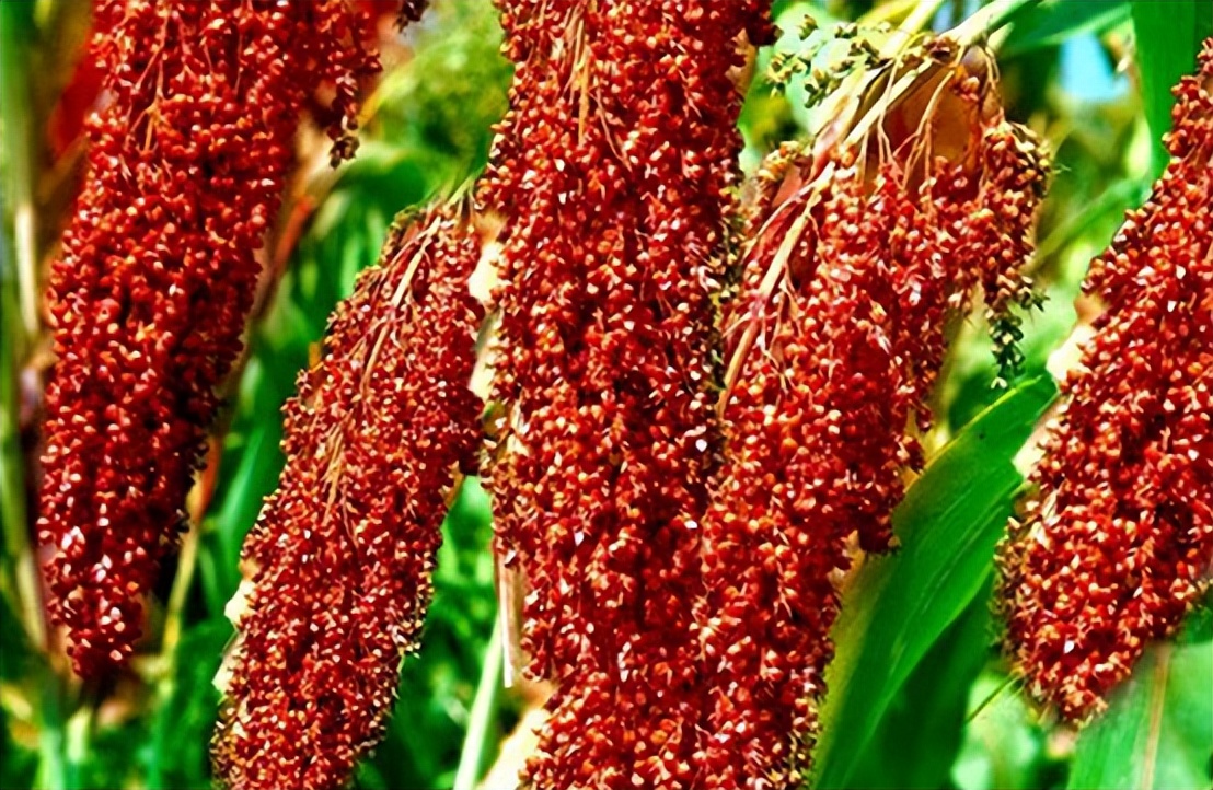 飞天茅台价格差异很大怎么回事,日本飞天茅台最新价格表