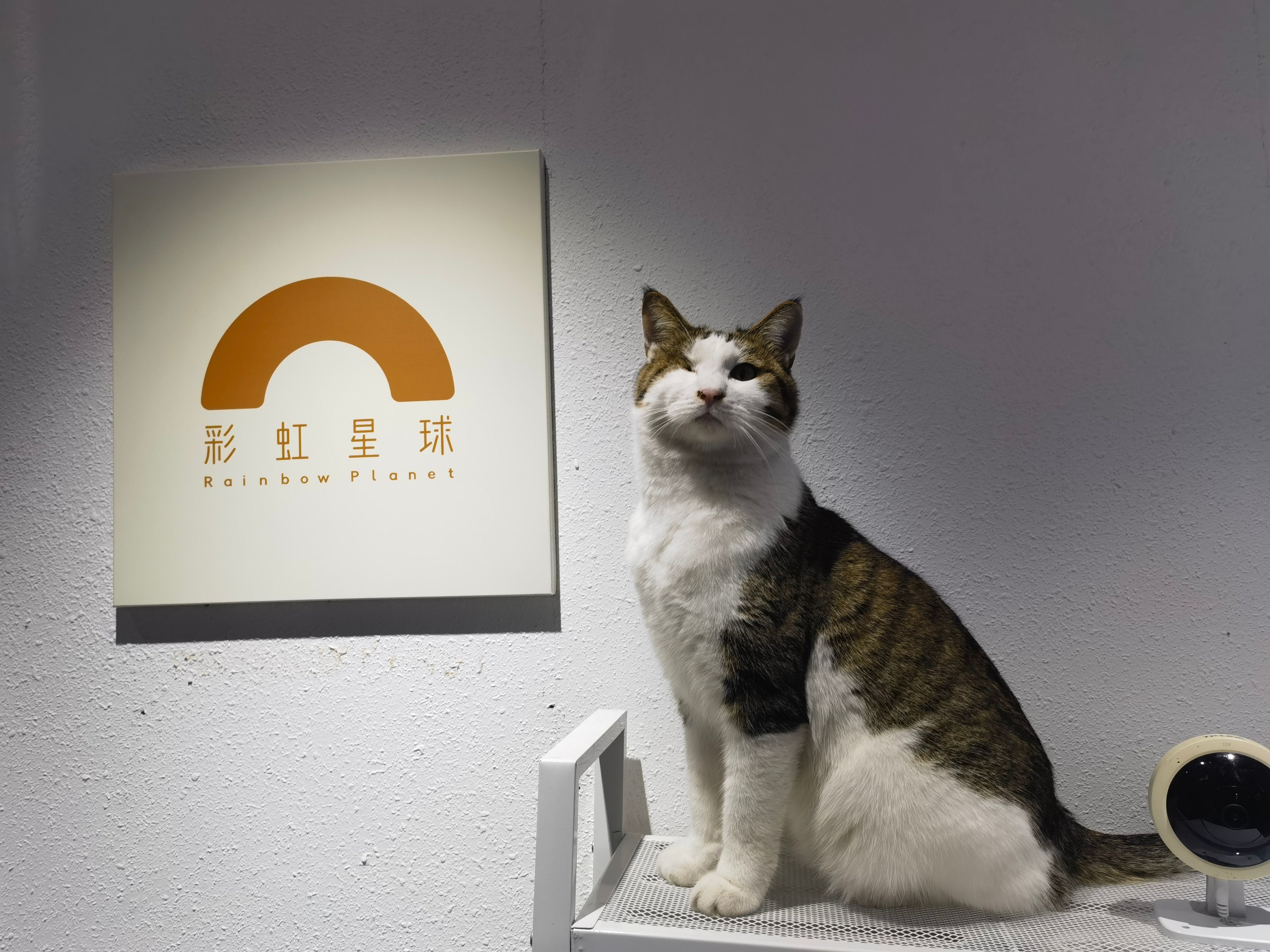 因宠物死亡而难过怎么办,家里的宠物突然死了什么预兆