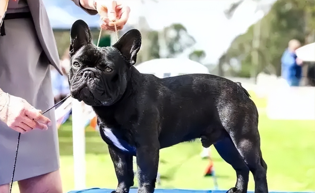 英国斗牛犬和其他的狗狗咋样,美国斗牛犬法国斗牛犬英国斗牛犬