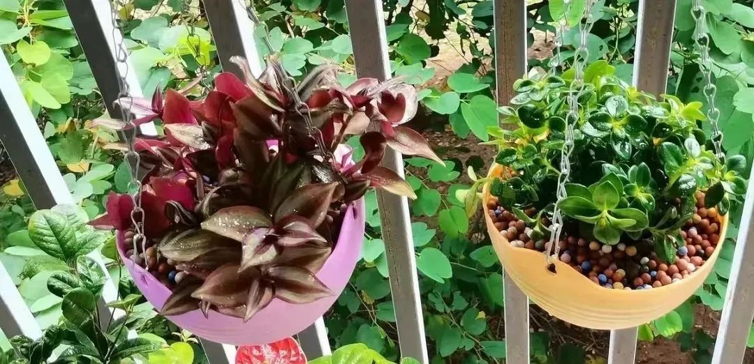 除甲醛最好的10种花,新手养什么花吸甲醛最好