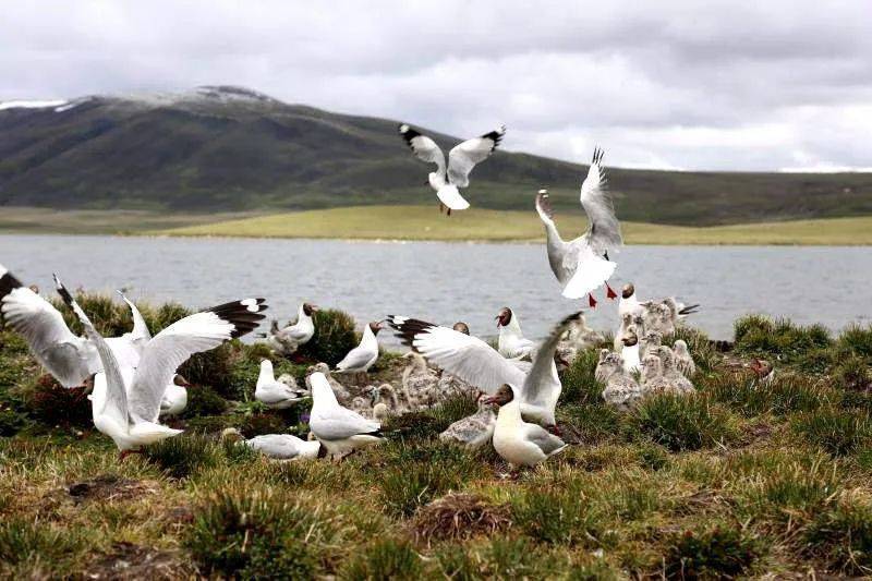 雪山下的某个小镇,雪山下的梦幻球场