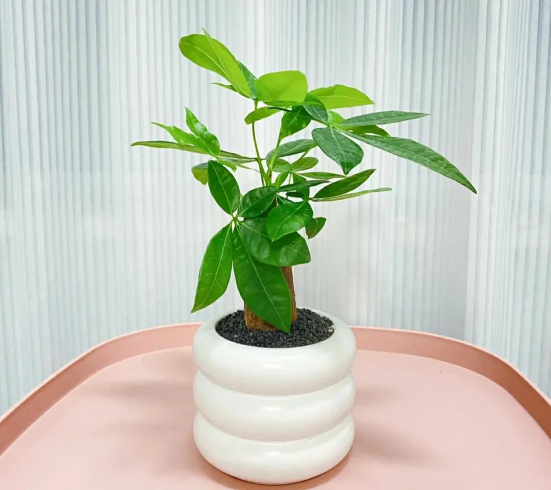 7叶发财树怎么养才能旺盛,发财树七八月份怎样施肥