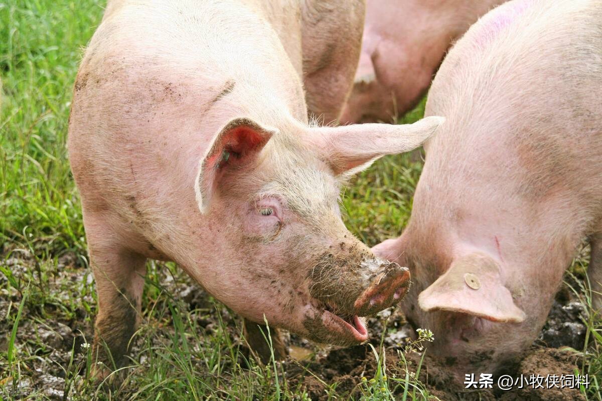 母猪脱宫的治疗,母猪脱肛脱宫处理方法