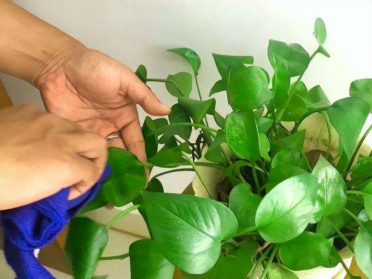 养花只用花多多1号可以吗,养花的5个秘密