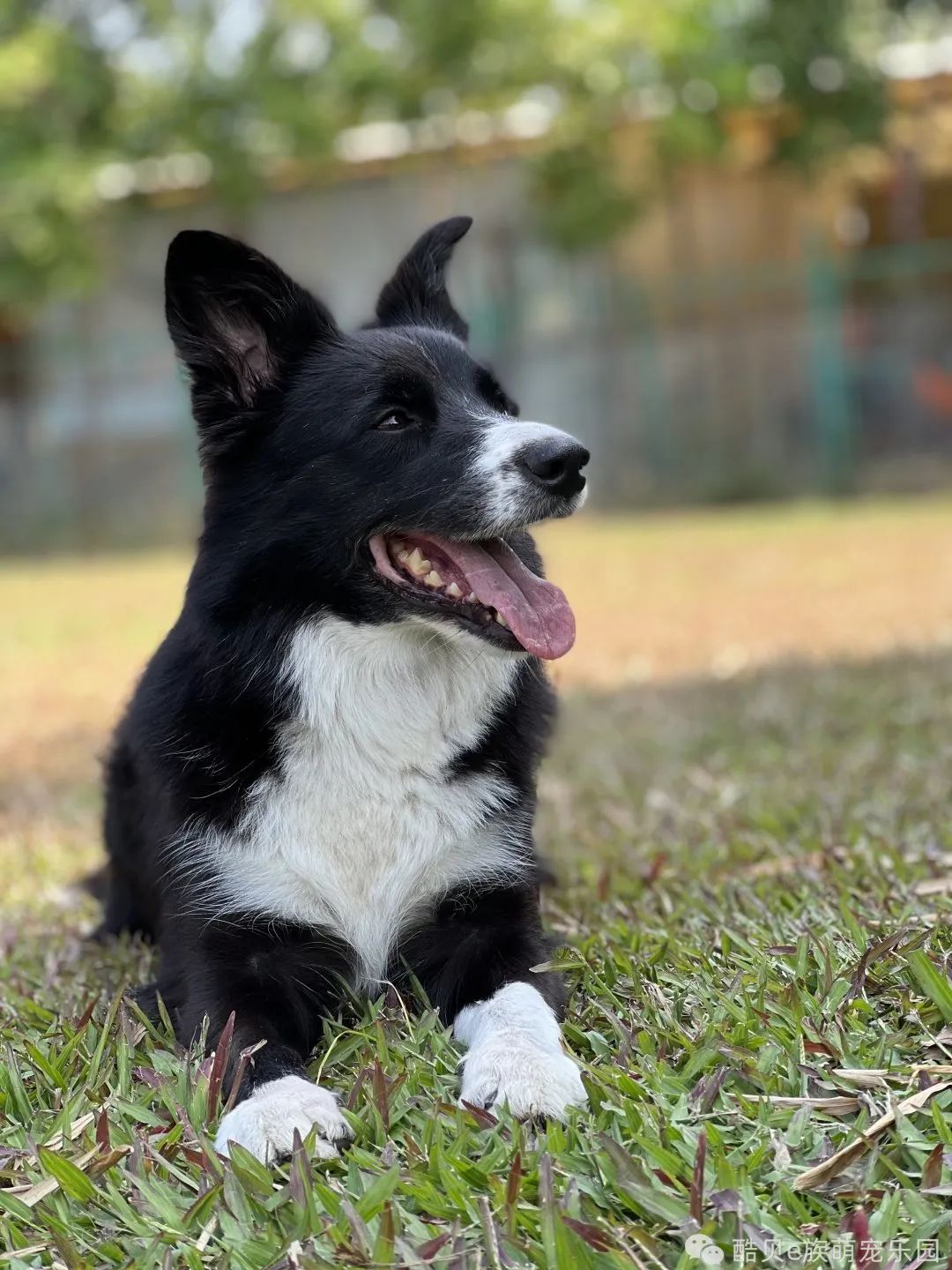 养狗误区123,养狗的误区