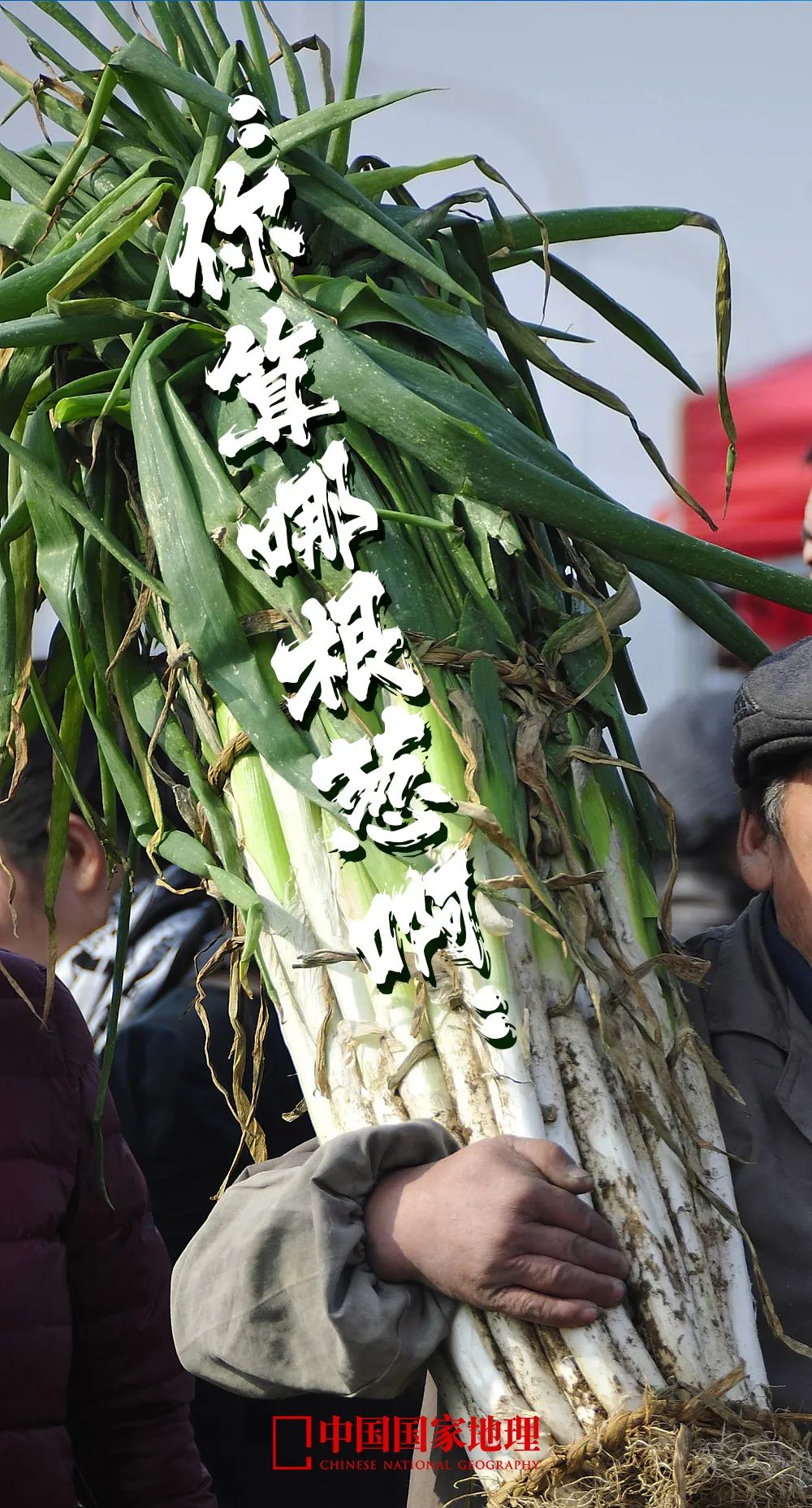 为什么叫山东大葱,为什么大葱用葱白不用葱绿