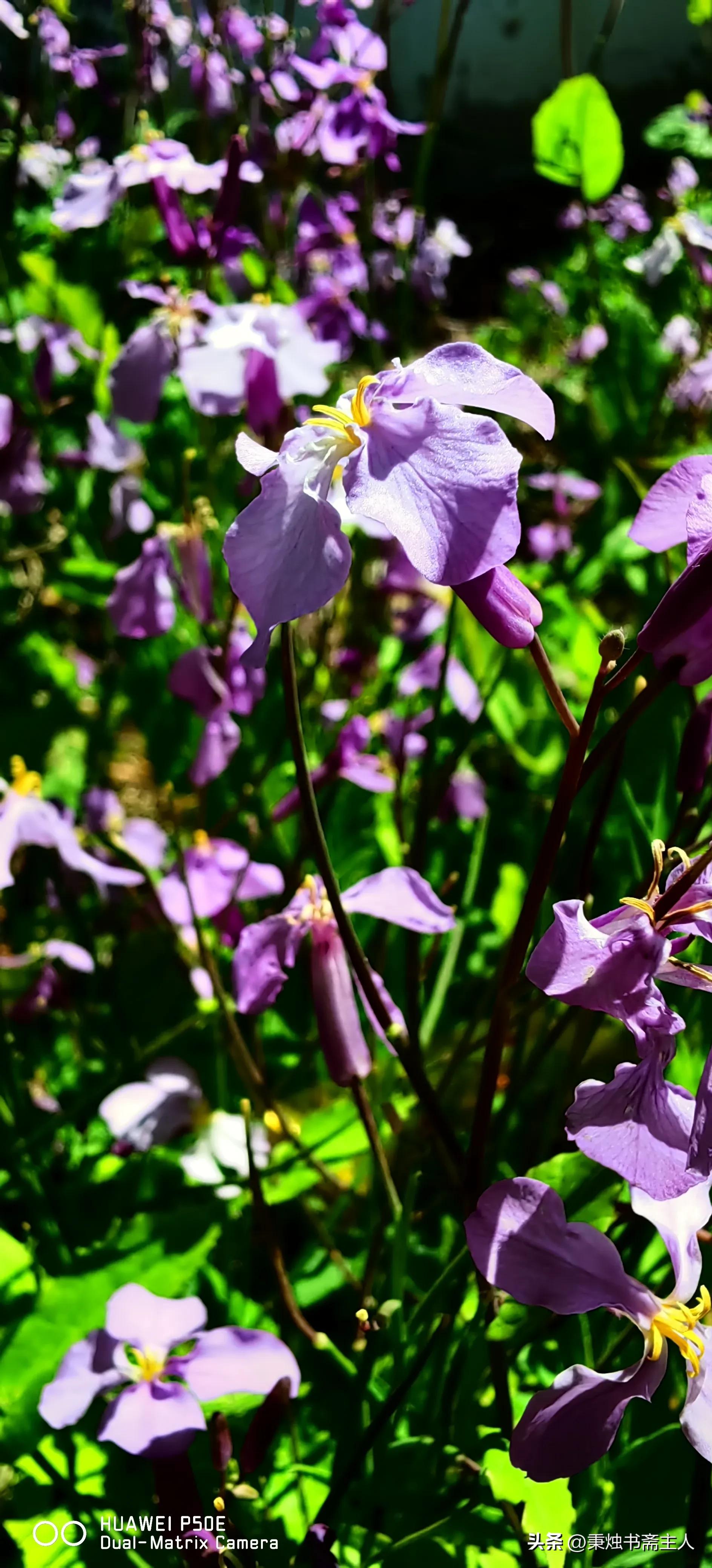我的一点学书经验，或者说选帖经历——都是缘分