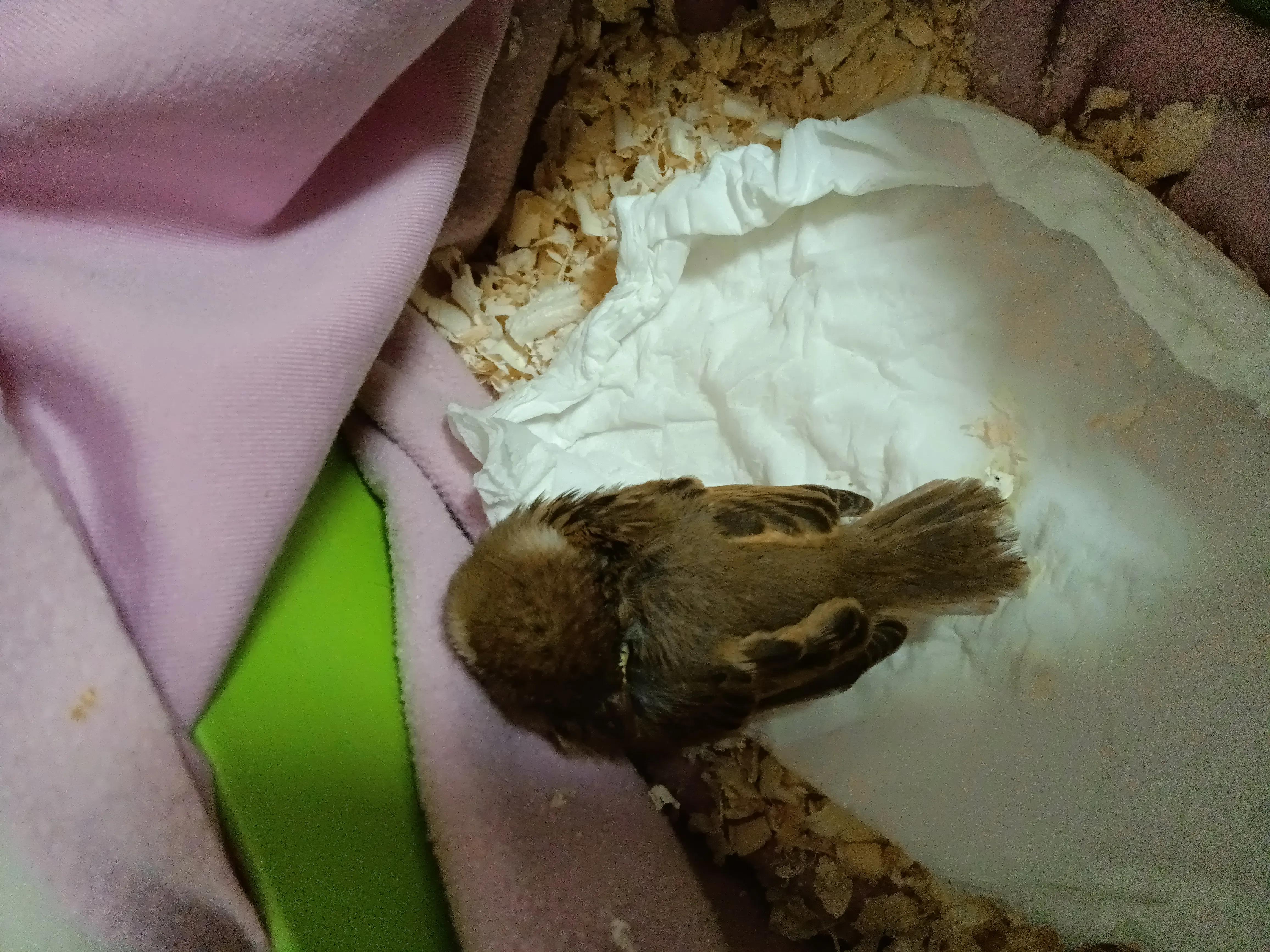 捡来的小麻雀能活吗,捡到一只小麻雀能不能放生