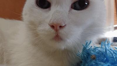 兽医讲解猫生病,聊聊猫咪常见疾病