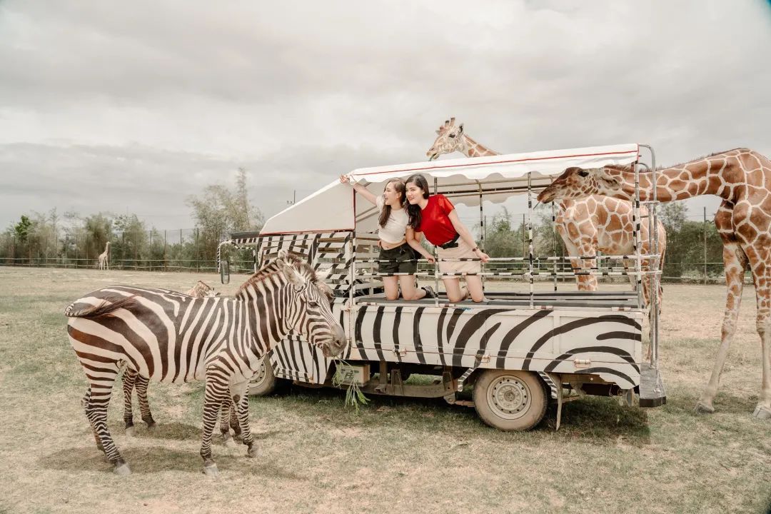 泰国曼谷旅游必去十大景区,泰国野生动物园亲子游