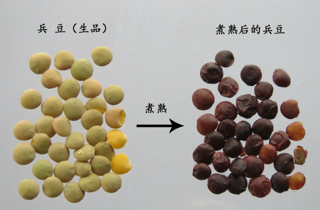 嗨，你家酸枣仁买对了吗？