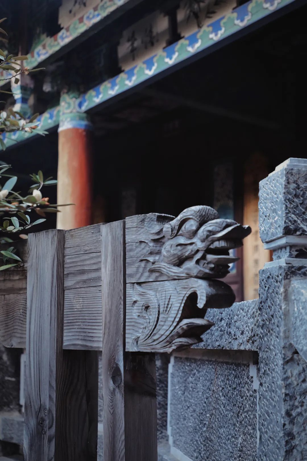 玉峰寺茶花,昆明金殿看茶花