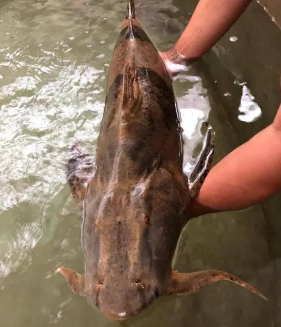 在印度是吃人水怪,在云南就是道菜!快要消失的面瓜鱼有多好吃?