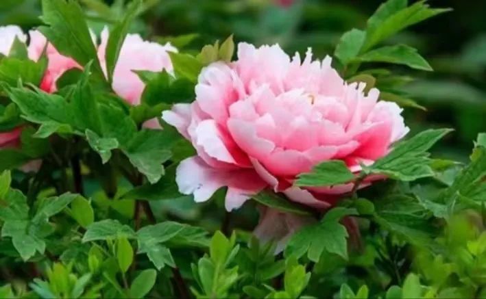 国色天香牡丹花魏紫,国色天香魏紫