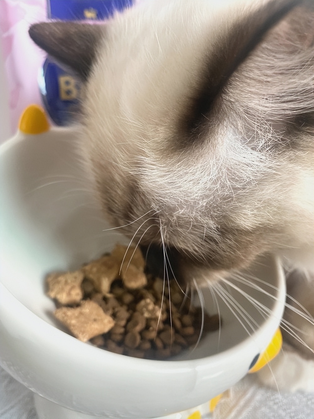 母猫下奶没有奶怎么办,母猫产后喂不喂羊奶粉