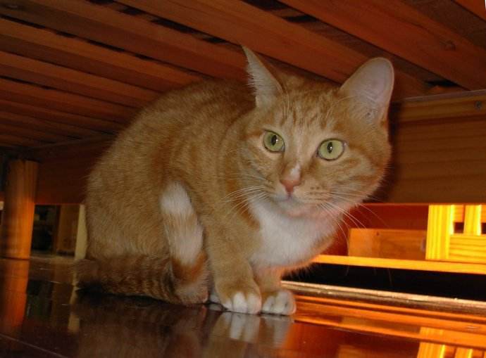 猫总喜欢钻衣柜怎么办,猫钻床底下怎么让它出来