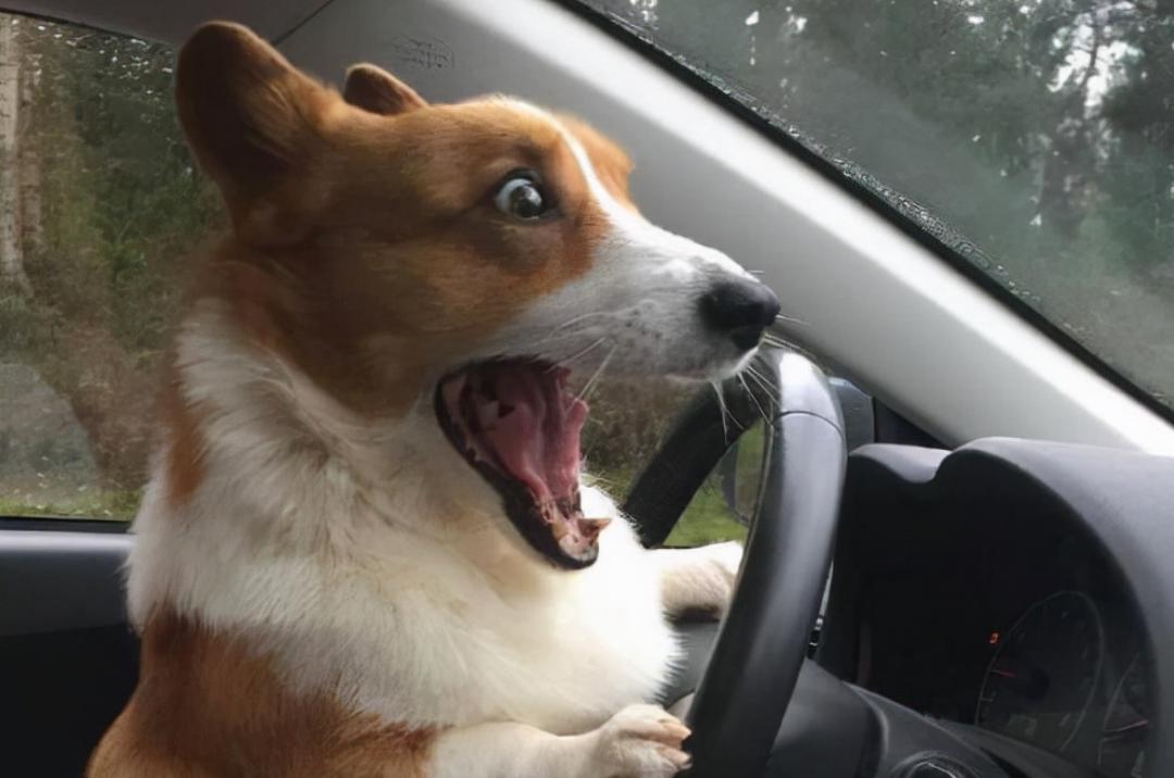 怎么纠正柯基吃狗粮的方法,柯基幼年吃多少狗粮够合适