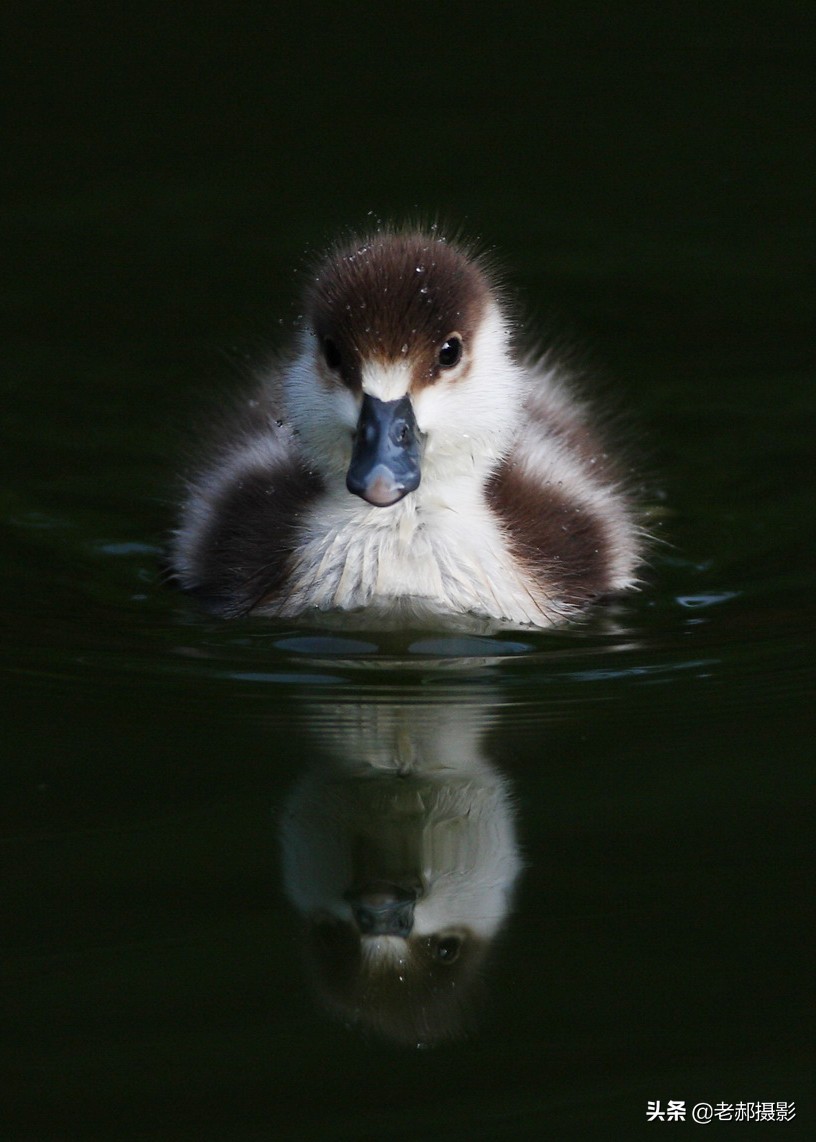 黄色野生鸭子,赤褐麻鸭的图片