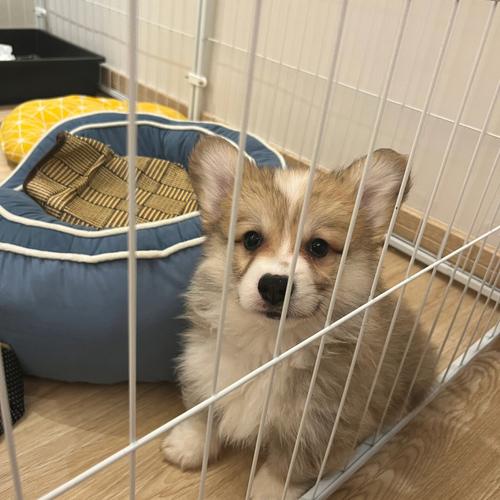 养了柯基不想养了能卖多少钱,养了柯基适合养猫么