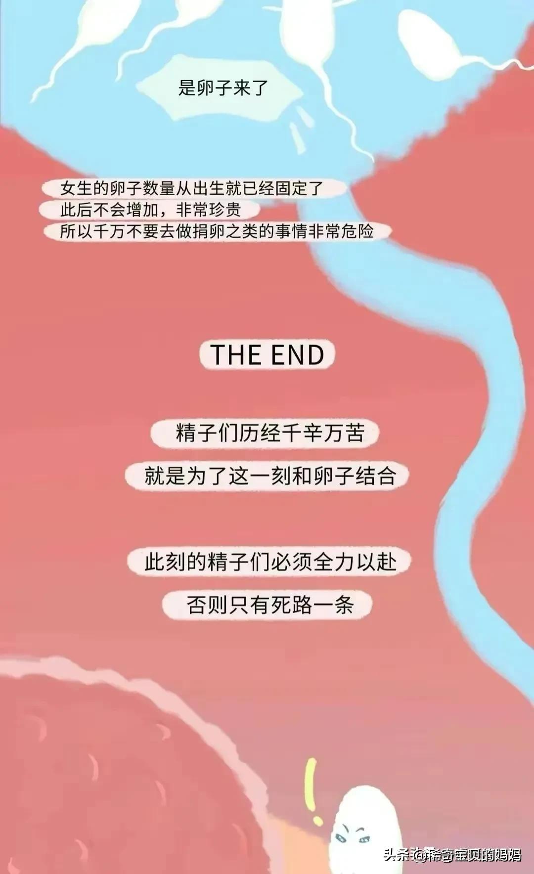 小蝌蚪动画过程讲解,小蝌蚪到青蛙生长过程动漫