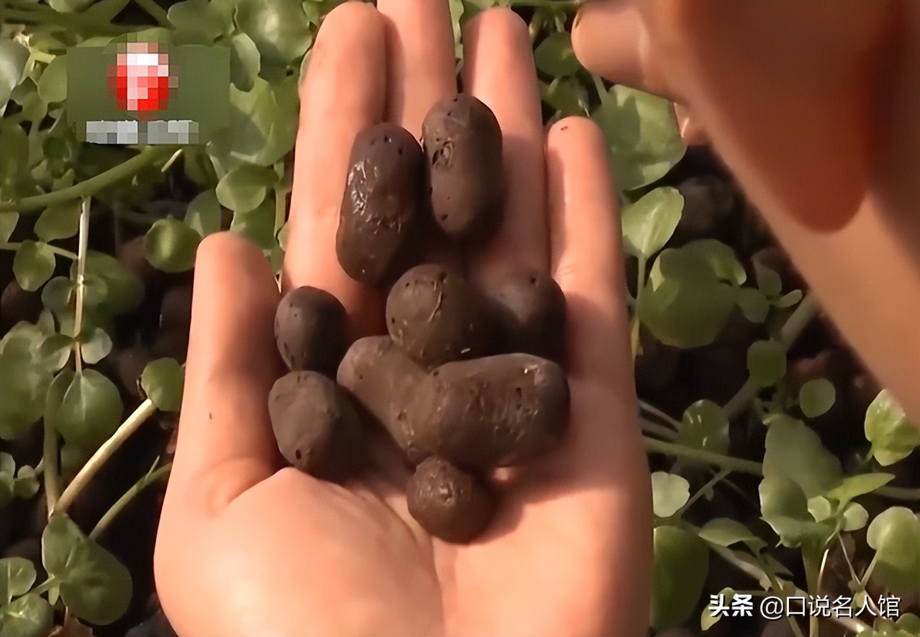 上海奇人：养鱼不换水，种菜不施肥，年入3600万，疫情在家也不愁