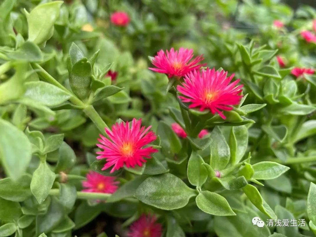 耐高温耐寒的一年四季开花的花卉,耐高温开花多的花卉