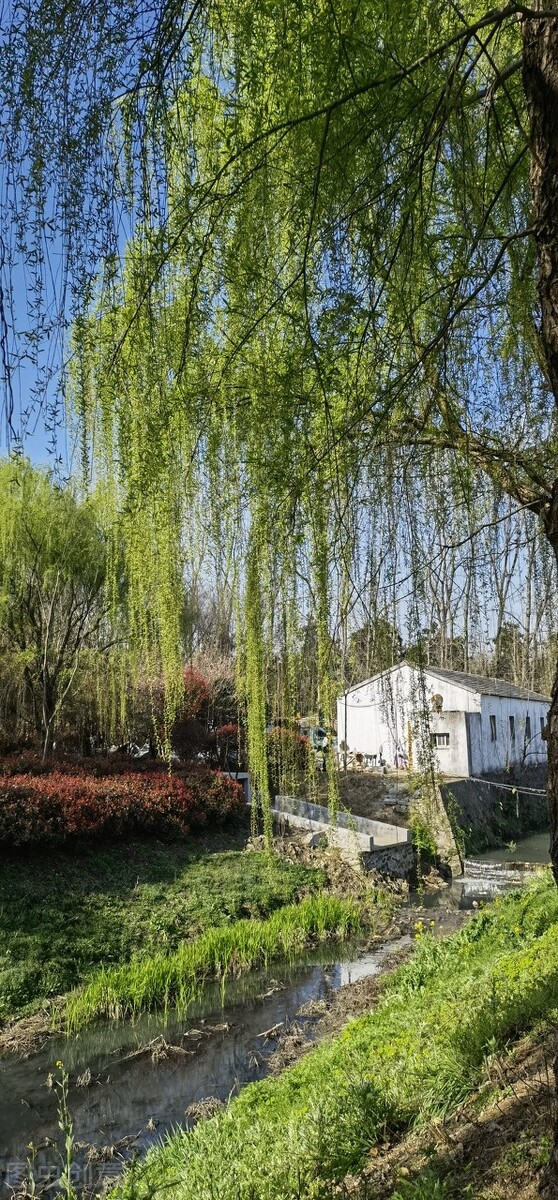 风吹杨柳万千条打一动物,风吹杨柳万千条解析