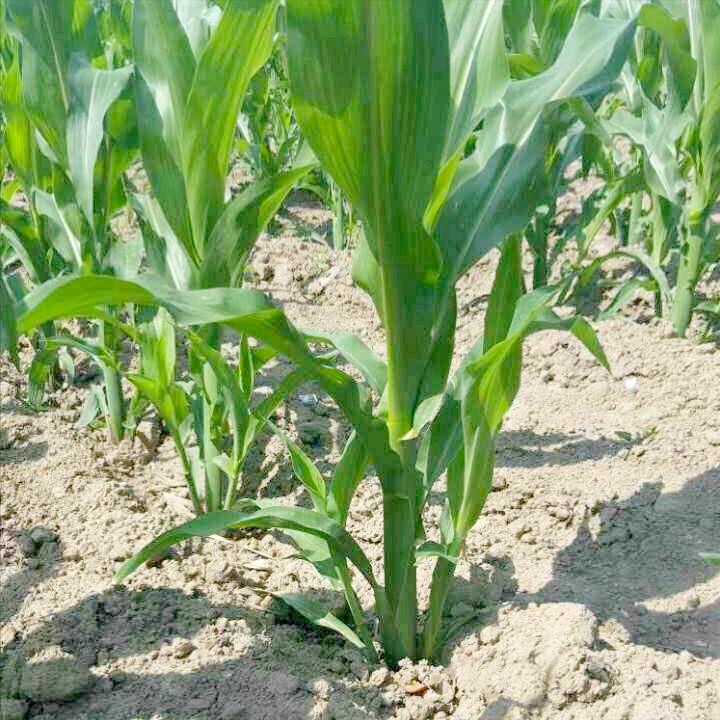 春玉米芽子用掰吗,玉米芽子需要掰还是不需要掰