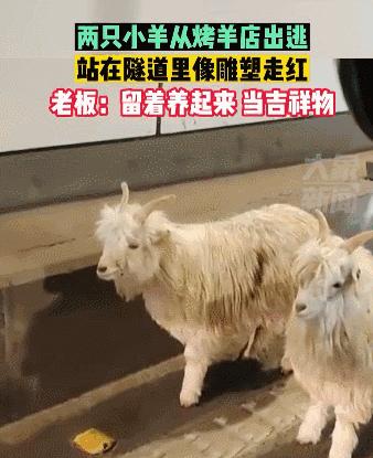 猫拉粑粑拉不出来不吃东西,猫老是叫还到处拉尿怎么办