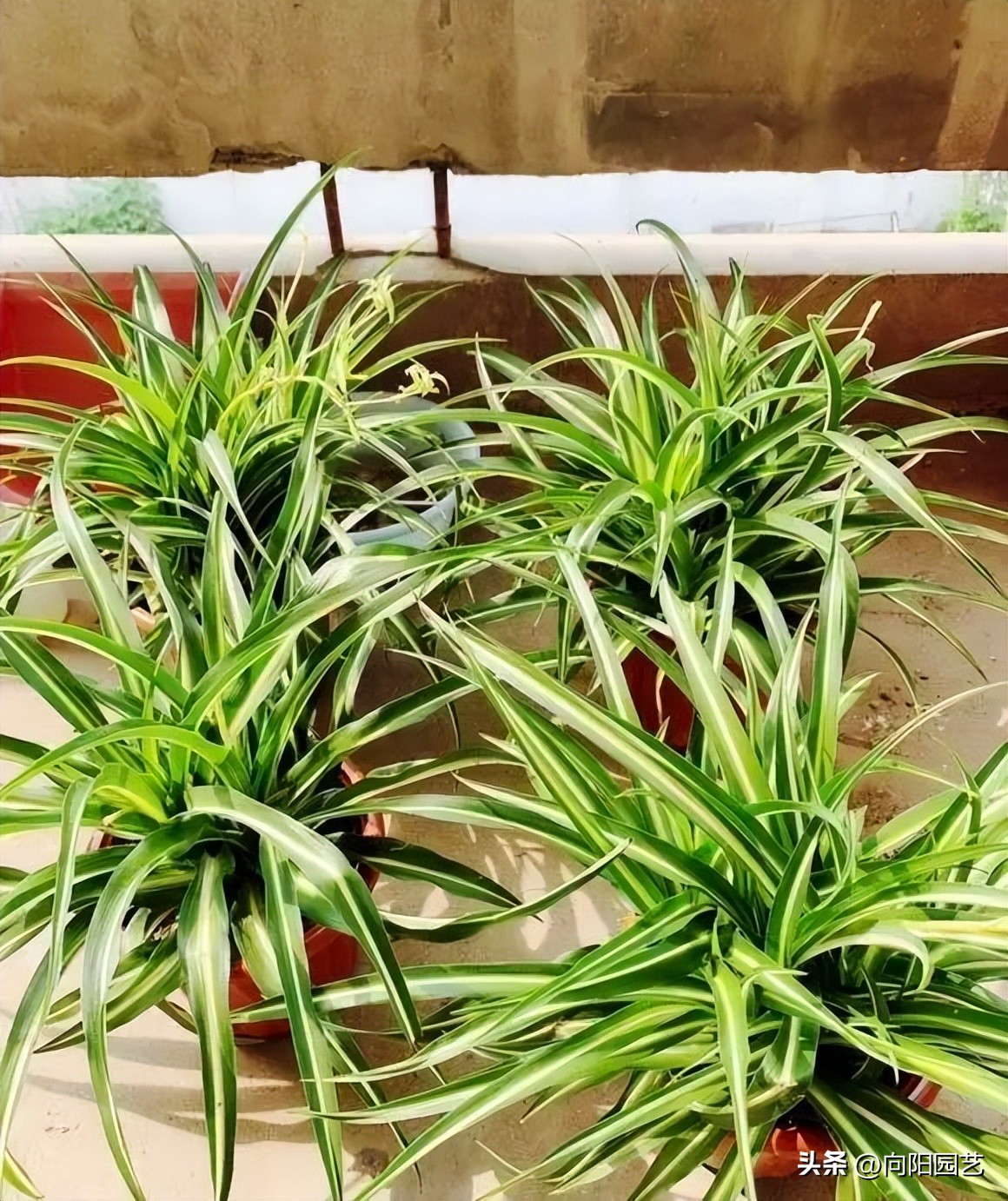 非常耐阴的绿植非常适合室内养护,家养最好养的绿植推荐