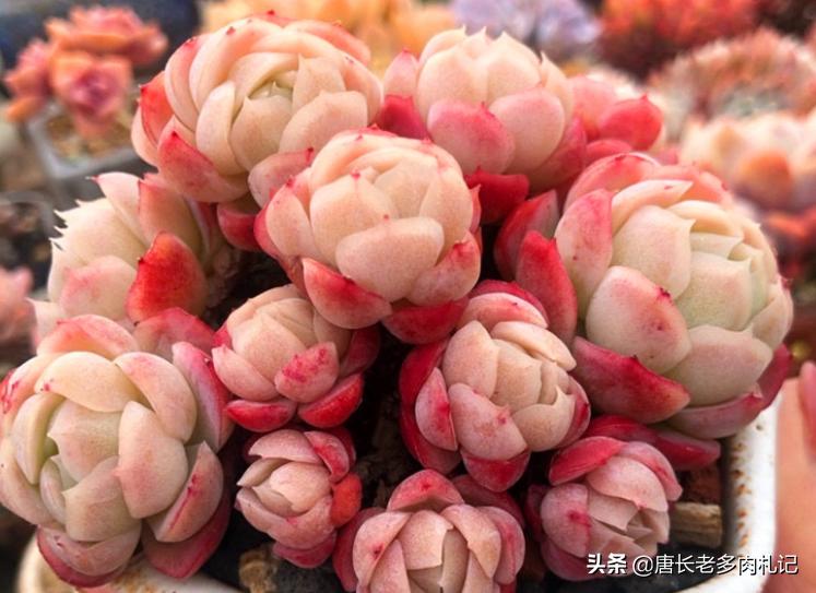 冰梅和贝瑞冬季怎么养小技巧图文,多肉贝瑞怎么度夏