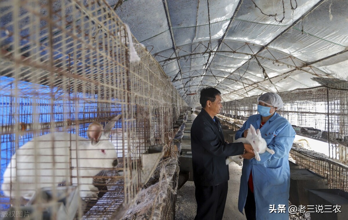 养兔技术喂兔用的主要能量饲料,能让兔子长得又快又好的饲料配方