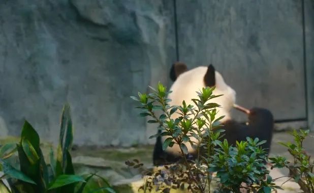 四川成都旅游攻略大全,成都旅游攻略带小孩自由行攻略