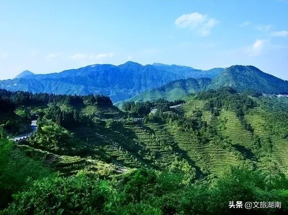 千里迢迢来到了湖南最美茶园,湖南最美茶园