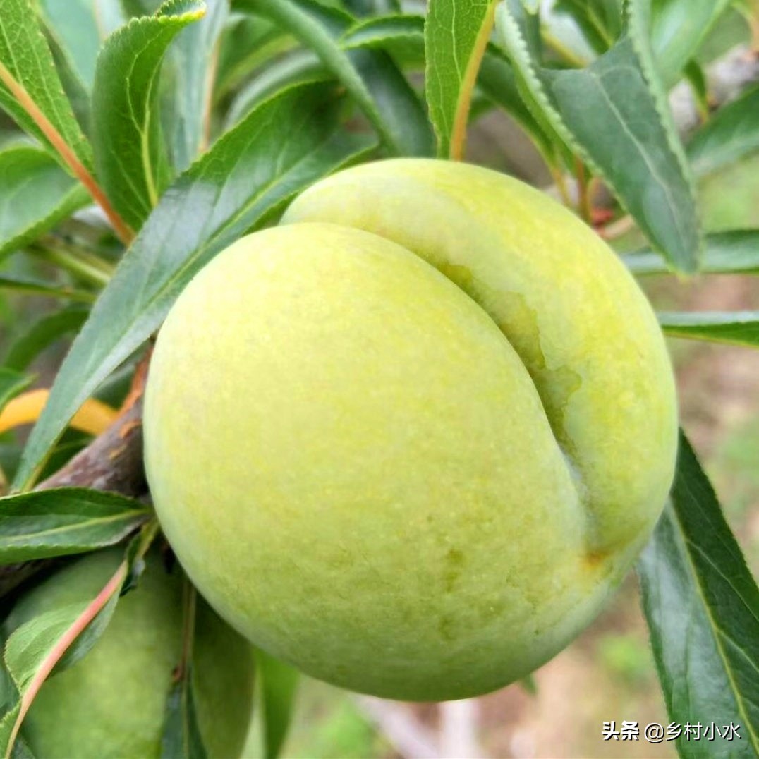 蜂糖李种植在哪些地方品质比较好,种植蜂糖李利润