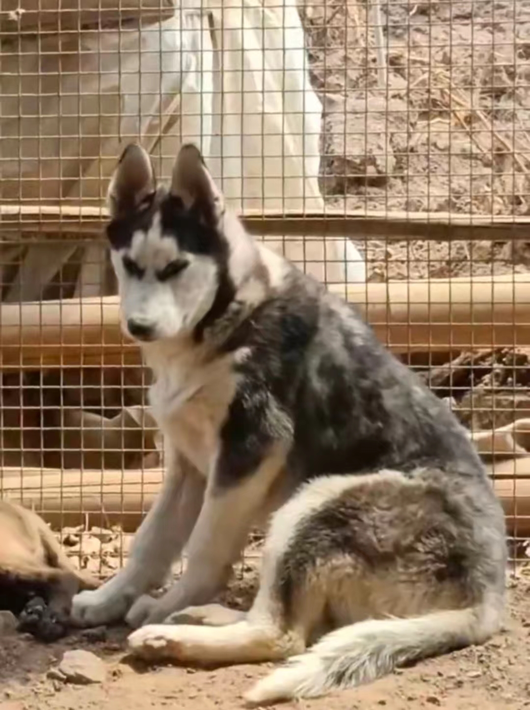 纯种哈士奇犬多少钱一只,你家哈士奇会跳芭蕾舞吗