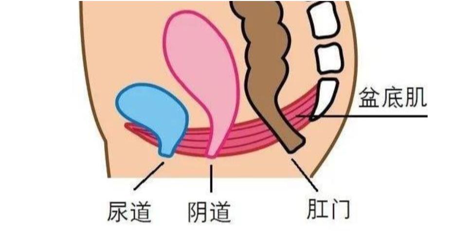 为什么尿路感染会那么疼,为什么容易尿路感染女