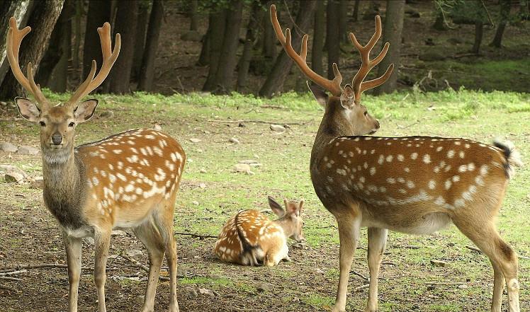 一只成年鹿一年能卖多少钱鹿茸,鹿茸很贵为啥不养鹿
