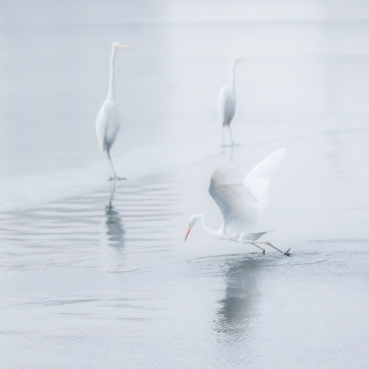 一泓清水入黄河的作品,一泓清水入黄河主题书法作品