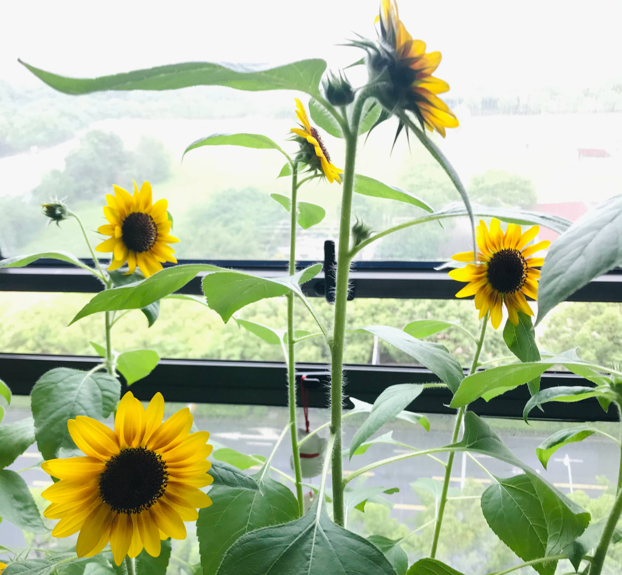 养花播种,养花小知识室内盆栽种植小技巧