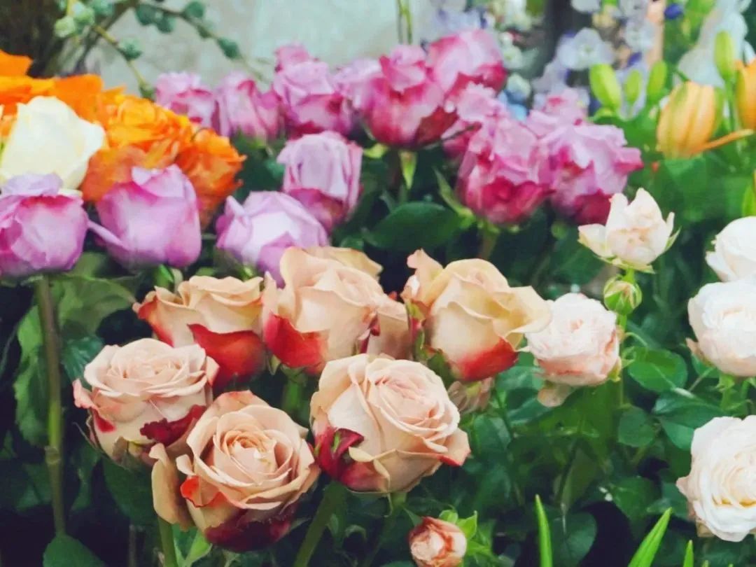 济南花市排名,济南赏花打卡地