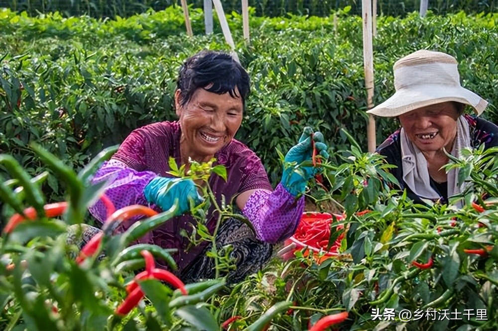 辣椒多长时间浇一次水合适,辣椒苗早上浇水好还是晚上浇水好