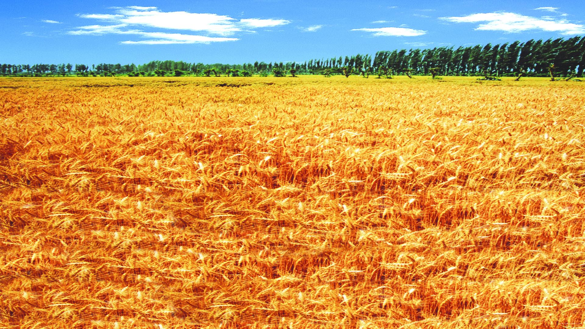 初中生散文的写作技巧和方法,小学生散文的写作技巧