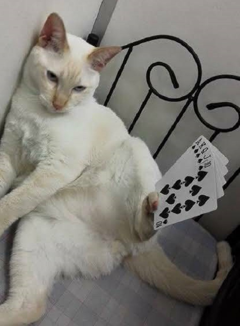 印度男子骑自行车去瑞典,印度小伙骑自行车追求瑞典女孩