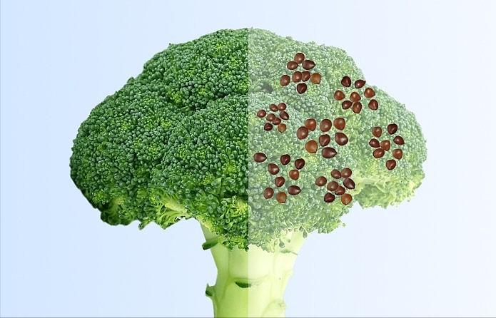 自己培育西兰花种子打破国外垄断,西兰花种子垄断