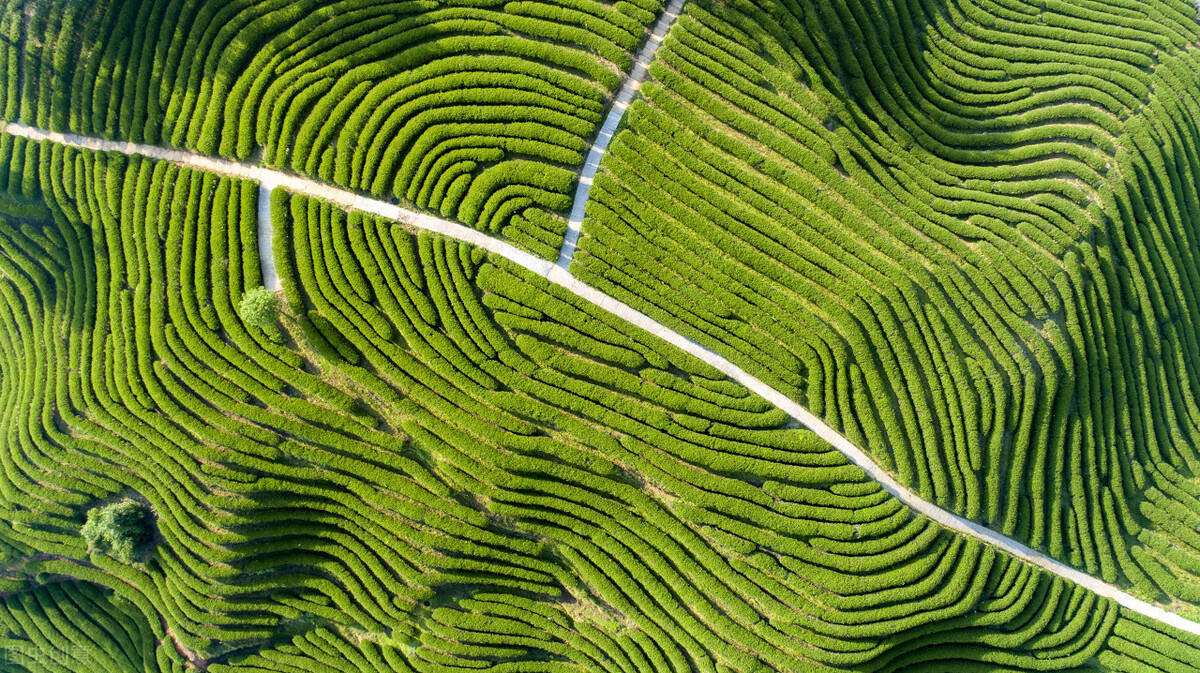 家中茶叶如何存放,家里茶叶怎么储存最好