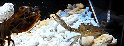 皮皮虾是史前巨兽吗,皮皮虾是外星人吗