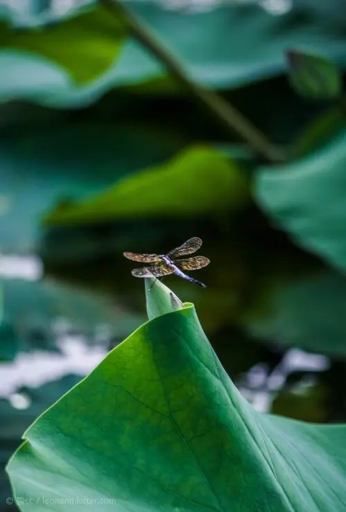 保持内心的平静心静致远语录,人生需要学着淡定宁静才能致远