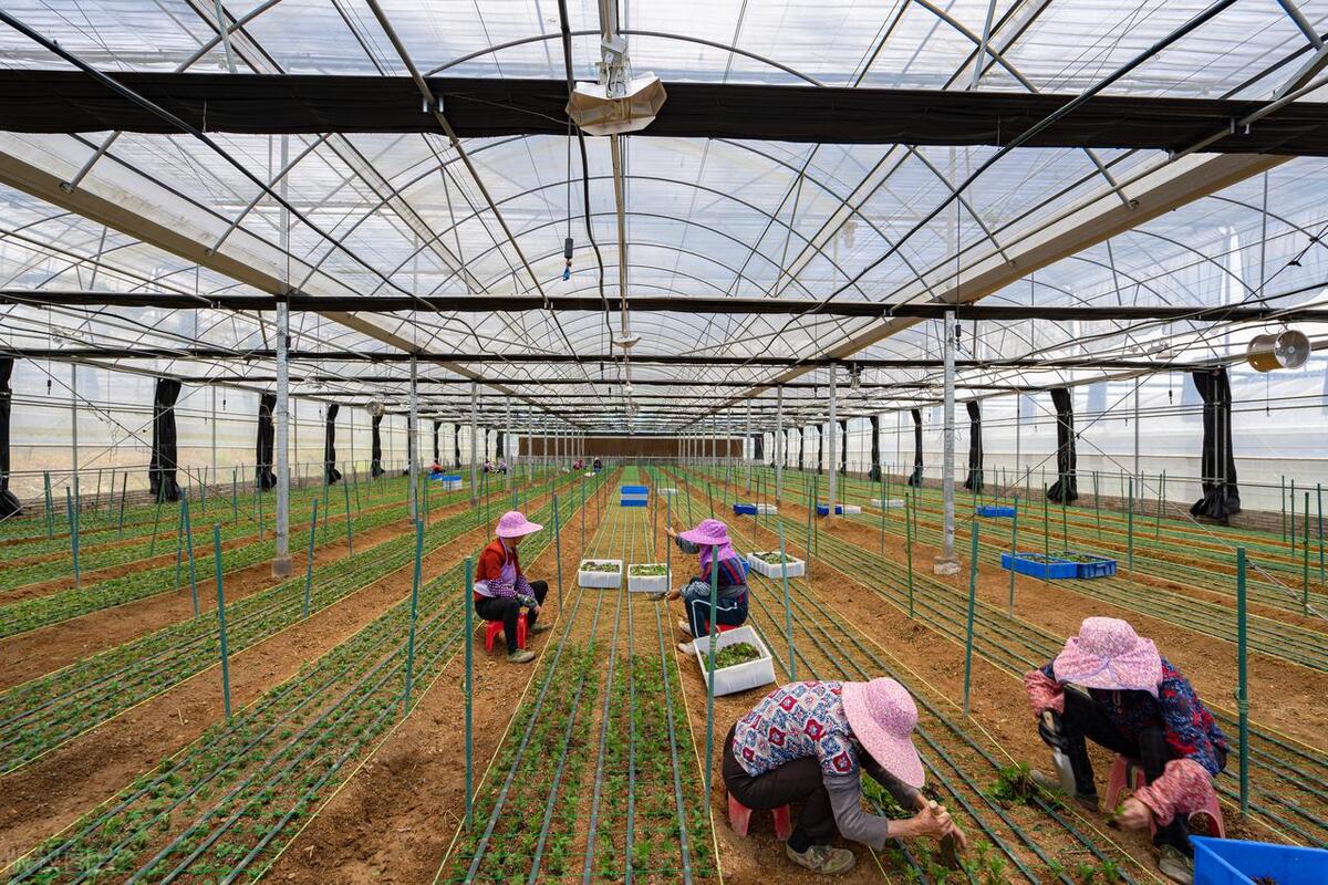 农业新手千万别入行,农业新人该怎么做